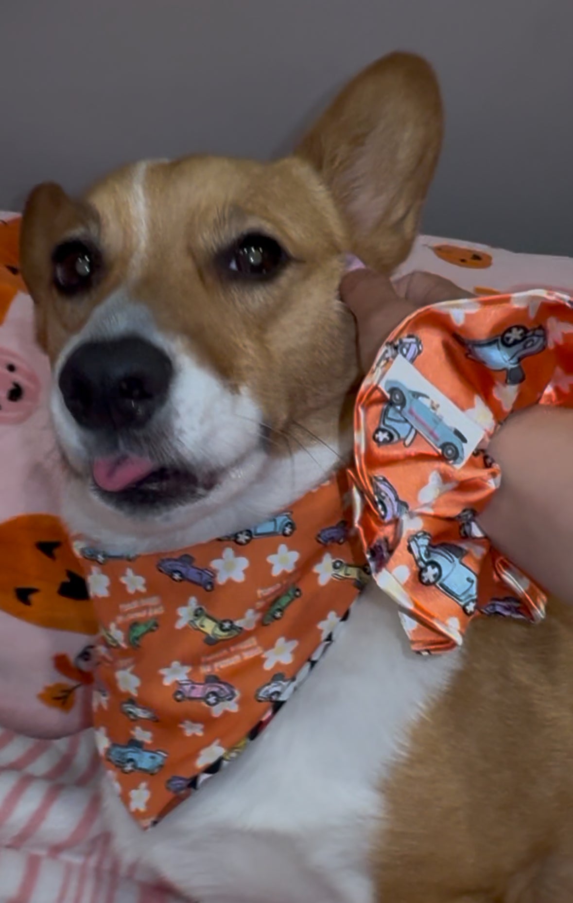 No punch backs scrunchie dog Bandana - Pre Order