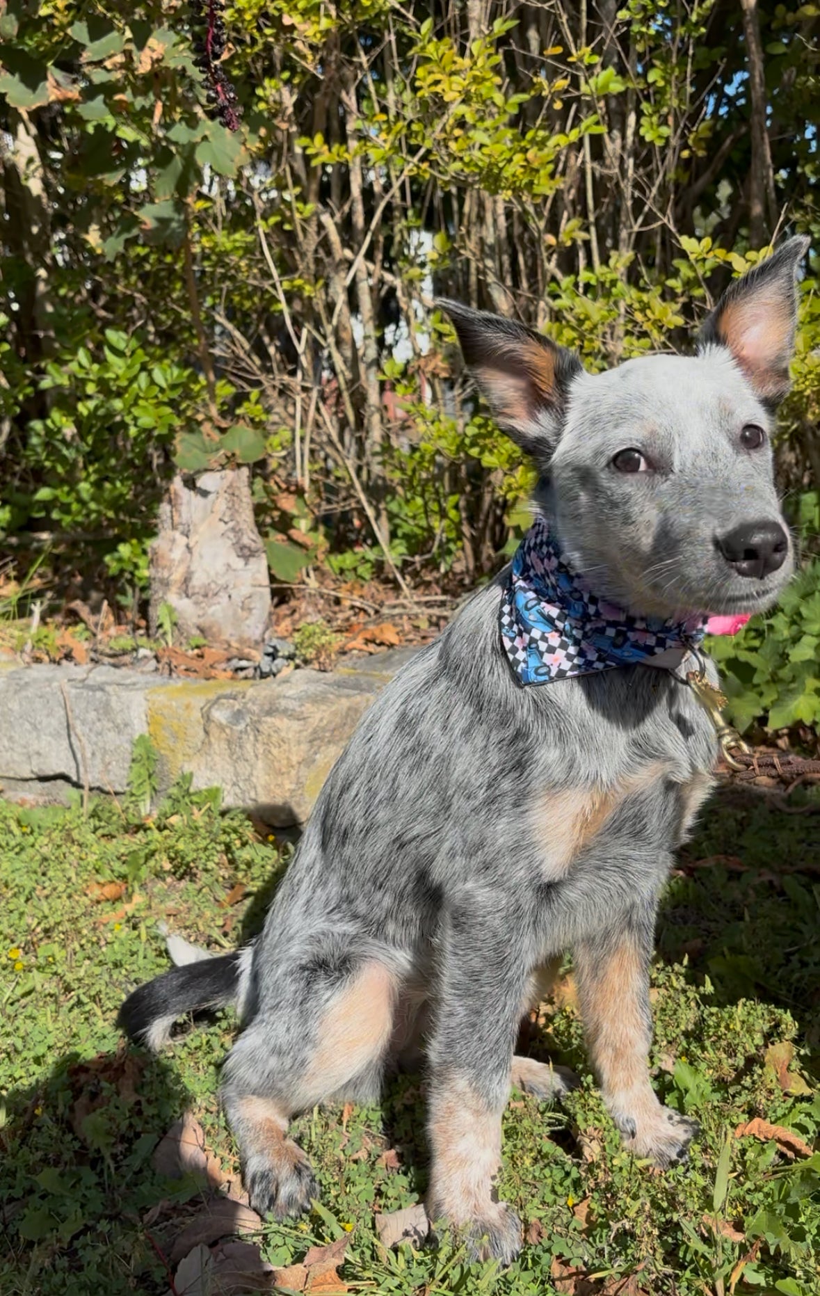 Blue bug scrunchie dog Bandana