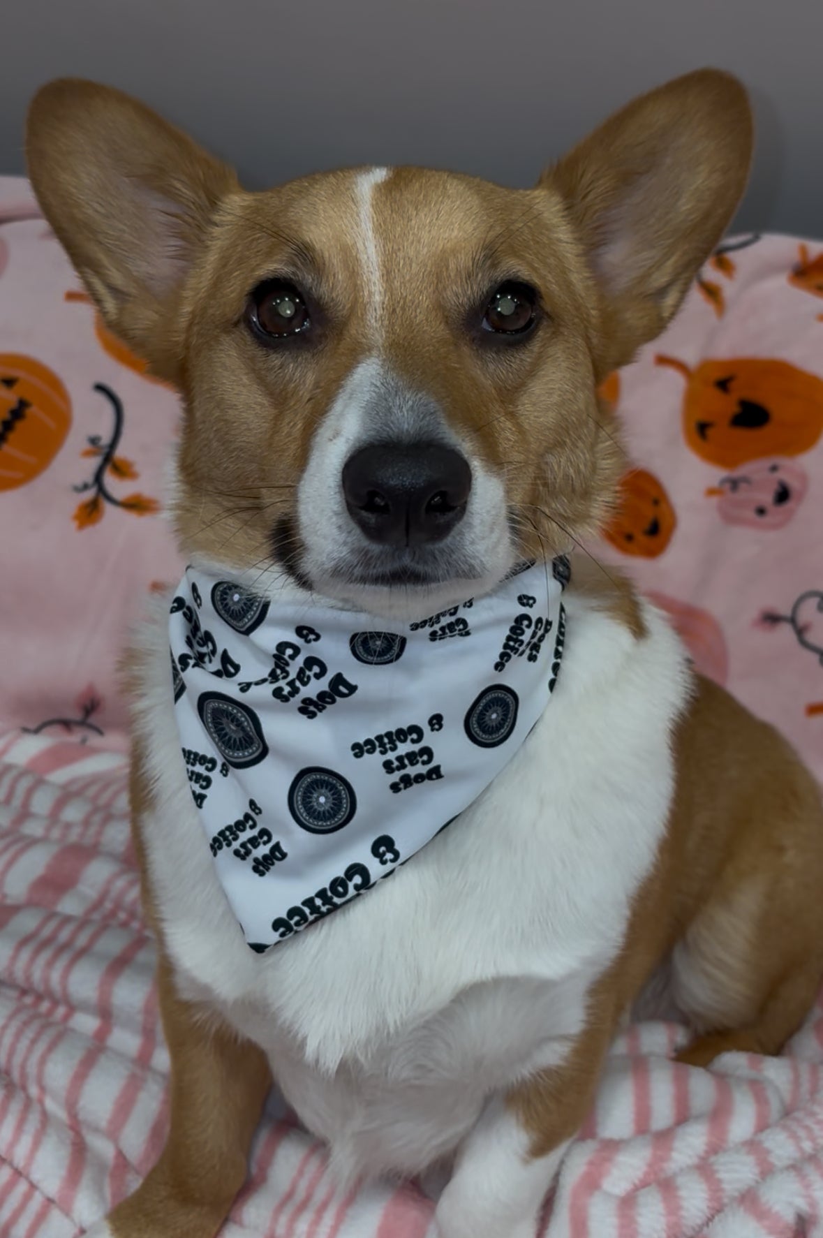 Dogs cars and coffee dog Bandana - Special Edition