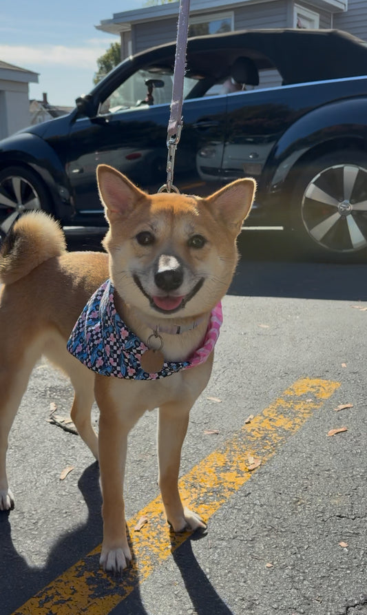 Blue bug scrunchie dog Bandana