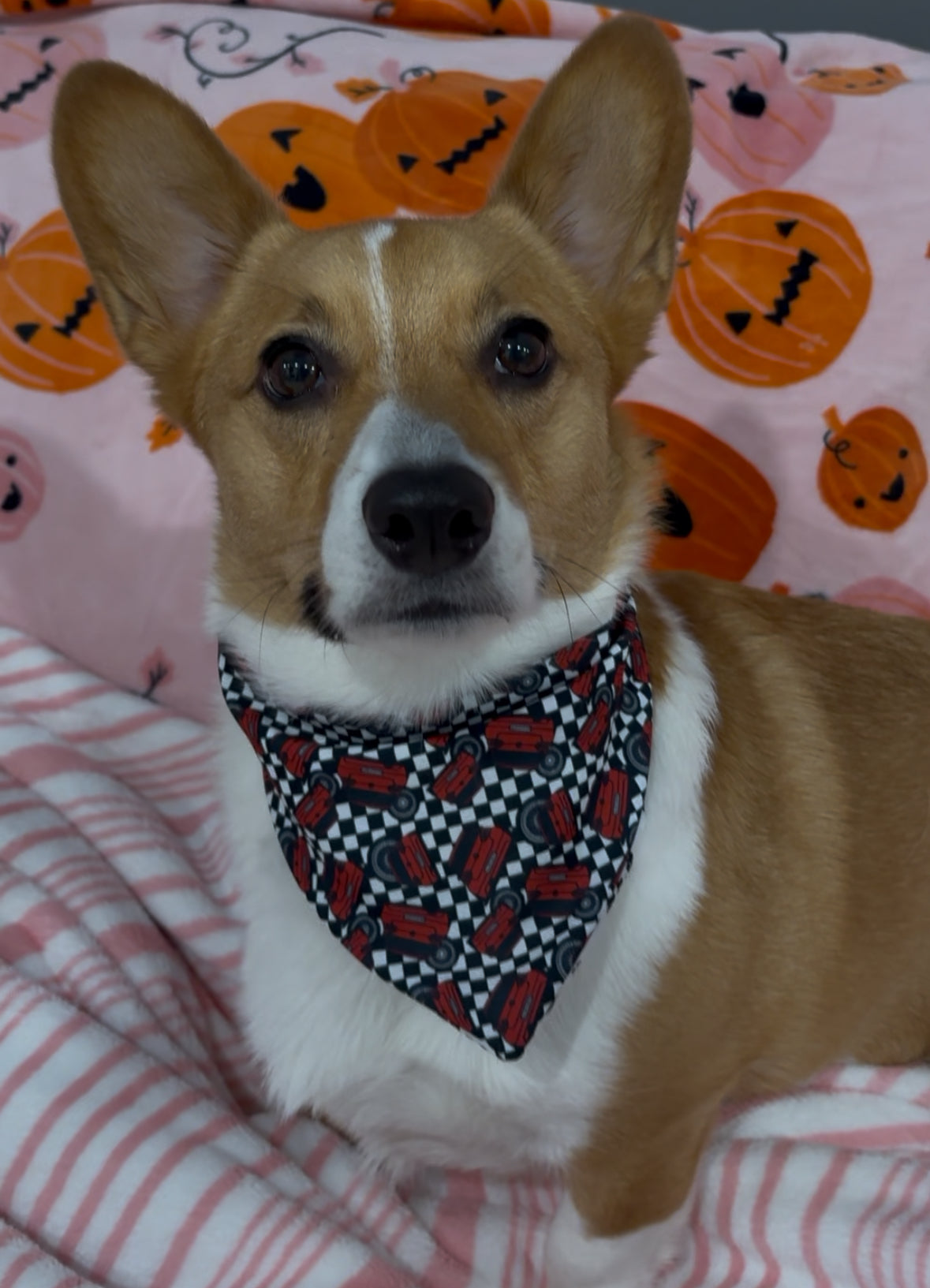 GTI scrunchie dog Bandana